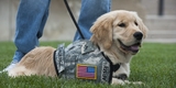 Service Dog